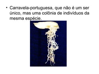• Carravela-portuguesa, que não é um ser
  único, mas uma colônia de indivíduos da
  mesma espécie.
 