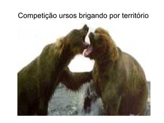 Competição ursos brigando por território
 