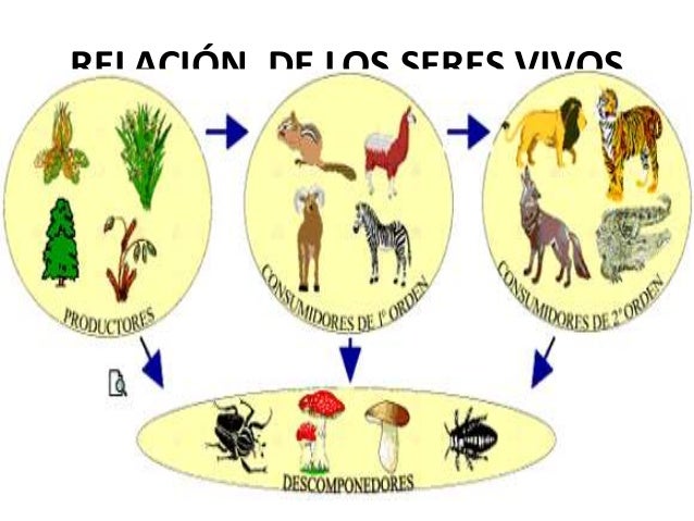 cadenas troficas ecologia ecologia redes troficas cadenas troficas ecologia ecologia redes troficas