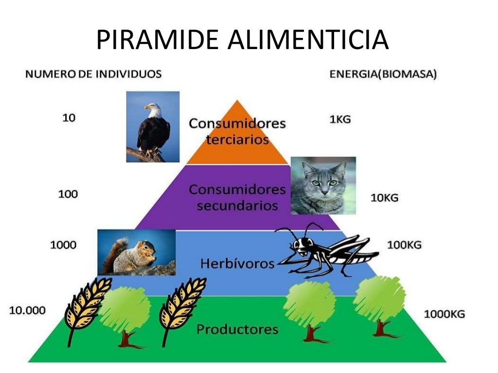 Ecologia redes troficas