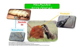 RELAÇÕES
ECOLÓGICAS
https://4.bp.blogspot.com/-ZG0a8gVNCLo/WIzaQAOzMlI/AAAAAAAAET8/PDScgc78Ko8NKliC9x6Ny9MUzB6S3PklACLcB/w1200-h630-p-k-no-
nu/como_acabar_com_os_cupins_rainha_cupim_001.jpg
https://animalbusiness.com.br/wp-content/uploads/2017/06/tamandua-04-1024x721.jpg
https://3.bp.blogspot.com/-AlWF8nl56rU/VOU66TLSaUI/AAAAAAAAAR4/nY_Sj0zd_i4/s1600/imagem.jpg
https://2.bp.blogspot.com/-zBIj5pr_Kts/Wn8Bbh2hGZI/AAAAAAAAT3s/bStHwEpokOopUJmsEt0IgtlE-mZS-MtaQCLcBGAs/s1600/tmana.jpg
Socieda
de
Mutualismo
Predação
 
