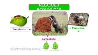 RELAÇÕES
ECOLÓGICAS
https://t4.ftcdn.net/jpg/03/15/88/79/360_F_315887909_LeOJSTXyZeinHPCSvzfK10GRDTjx1WoC.jpg
https://animalbusiness.com.br/wp-content/uploads/2017/06/tamandua-04-1024x721.jpg
file:///C:/Users/Fran/Downloads/90022-Article%20Text-199504-1-10-20160205.pdf
https://img.freepik.com/vetores-gratis/pilula-capsula-bonito-em-luvas-de-boxe-luta-com-folha-de-planta-de-tratamento_92289-389.jpg?size=626&ext=jpg
Parasitism
o
Herbivoria
Competição
 