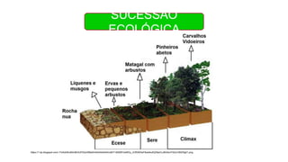 SUCESSÃO
ECOLÓGICA
https://1.bp.blogspot.com/-YU4dxWu90mM/XcPZQmW6eSI/AAAAAAAAVz8/IT-B009FUoMOy_JORXKSsF8odzkufQZ9wCLcBGAsYHQ/s1600/fig01.png
 