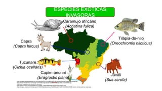 ESPÉCIES EXÓTICAS
INVASORAS
Capim-anonni
(Eragrostis plana)
Javali
(Sus scrofa)
Capra
(Capra hircus)
Caramujo africano
(Achatina fulica)
https://images.educamaisbrasil.com.br/content/banco_de_imagens/guia-de-estudo/D/biomas-brasileiros-biologia.jpg
https://image.shutterstock.com/image-vector/teff-eragrostis-tef-williams-lovegrass-600w-1232493988.jpg
http://www.amazonprince.com/pt-br/o-tucunare/
https://www.nicepng.com/png/detail/375-3759891_peixe-tilapia-png-oreochromis-niloticus.png
https://images.vexels.com/media/users/3/152039/isolated/preview/3b650f2ac6a71420013dbe394ad19298-cartoon-animal-javali-by-vexels.png
Tucunaré
(Cichla ocellaris)
Tilápia-do-nilo
(Oreochromis niloticus)
 