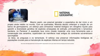 Mesmo assim, era possível perceber a expectativa de dar início a um
projeto ainda inédito no mundo. Com as queimadas, Miranda decidiu antecipar a criação de um
banco de germoplasma, um esforço para armazenar material biológico em nitrogênio líquido para
garantir a diversidade genética de espécies ameaçadas de extinção, principalmente o tamanduá-
bandeira, no Pantanal. A expedição teve como missão implantar uma nova ferramenta para a
conservação dos xenarthra, superordem de mamíferos mais antigos do continente sul-americano
que engloba
os tatus, as preguiças e os tamanduás. O esforço visa preservar informações biológicas de
populações cruciais para a manutenção de espécies inteiras em tempo reduzido.
https://www.nationalgeographicbrasil.com/animais/2020/11/pesquisadores-correm-para-coletar-informacoes-biologicas-de-animais-do-pantanal
 