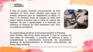 A ideia do projeto, chamado provisoriamente de Arca
Xenarthra, já vinha sendo pensada pela equipe do
Instituto Tamanduá para ser estabelecida na Bahia, no
Piauí e no Pantanal, áreas de atuação da ONG onde
seriam criados protocolos para a coleta de material das
espécies. Só que a agressividade e a expansão dos
incêndios no Pantanal em 2020 aceleraram tudo. Virou
um projeto de emergência.
As características genéticas do tamanduá-bandeira no Pantanal,
conta Miranda, são únicas desse ambiente. E para ter sucesso em
uma etapa de refaunação, o processo de restaurar a fauna, a
compatibilidade é extremamente importante. As características
genéticas do tamanduá-bandeira no Pantanal, conta Miranda, são
únicas desse ambiente.
https://www.nationalgeographicbrasil.com/animais/2020/11/pesquisadores-correm-para-coletar-informacoes-biologicas-de-animais-do-pantanal
 