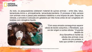 Ao todo, os pesquisadores coletaram material de quinze animais – entre eles, tatus,
tamanduás-mirins e, principalmente, tamanduás-bandeira. O processo é feito sempre
com animais vivos e passa pela anestesia inalatória e uma biopsia de pele. Depois de
retirada, a amostra é colocada em geladeira por três horas antes de ser congelada em
botijões com nitrogênio líquido.
“Com essa amostra conseguimos separar
célula de tecido conjuntivo, o fibroblasto, que
vai dar origem a outras células.” O grande
desafio do
Arca Xenarthra é manter as
células dos animais vivas
dentro do crio protetor, o
tubo que contém a amostra.
https://www.nationalgeographicbrasil.com/animais/2020/11/pesquisadores-correm-para-coletar-informacoes-biologicas-de-animais-do-pantanal
 