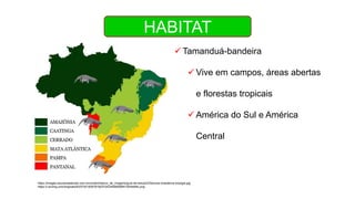 HABITAT
 Tamanduá-bandeira
 Vive em campos, áreas abertas
e florestas tropicais
 América do Sul e América
Central
https://images.educamaisbrasil.com.br/content/banco_de_imagens/guia-de-estudo/D/biomas-brasileiros-biologia.jpg
https://i.pinimg.com/originals/63/07/81/6307818237243449df285f41504bbf9c.png
 