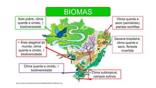 BIOMAS
https://i.pinimg.com/originals/0e/ca/cd/0ecacd05b802b26fcef4413bf9edc4b1.jpg
Solo pobre, clima
quente e úmido, ↑
biodiversidade
> Área alagável do
mundo, clima
quente e úmido, ↑
biodiversidade
Clima quente e
seco (semiárido),
plantas xerófitas
Savana brasileira,
clima quente e
seco, floresta
invertida
Clima quente e úmido, ↑
biodiversidade
Clima subtropical,
campos sulinos
 