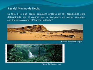 Ley del Mínimo de Liebig La tasa a la que ocurre cualquier proceso de los organismos está determinada por el recurso que se encuentre en menor cantidad, considerándolo como el “Factor Limitante”. Factor limitante: Luz Factor limitante: Agua 