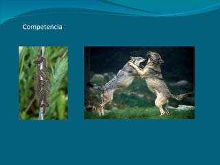 Competencia 