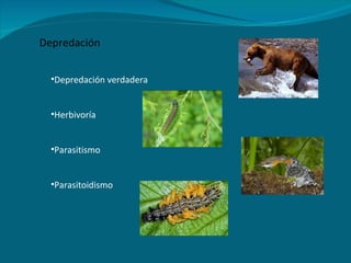 Depredación verdadera Herbivoría Parasitismo Parasitoidismo Depredación 