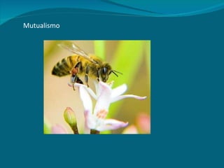 Mutualismo 