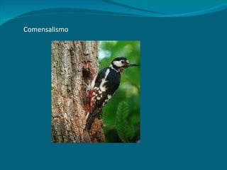 Comensalismo 