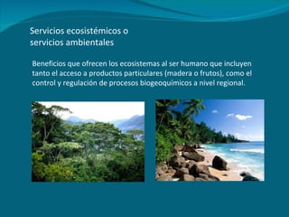 Servicios ecosistémicos o servicios ambientales Beneficios que ofrecen los ecosistemas al ser humano que incluyen tanto el acceso a productos particulares (madera o frutos), como el control y regulación de procesos biogeoquímicos a nivel regional. 