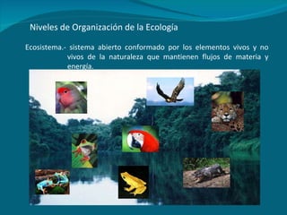 Niveles de Organización de la Ecología Ecosistema.- sistema abierto conformado por los elementos vivos y no vivos de la naturaleza que mantienen flujos de materia y energía. 