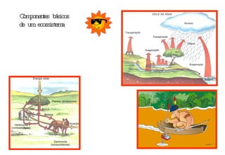     Componentes básicos de um ecossistema 