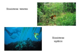 Ecossistemas terrestres Ecossistemas aquáticos 