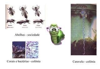 Caravela - colônia Corais e bactérias - colônia Abelhas - sociedade 