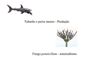 Tubarão e peixe menor - Predação Fungo  pennicilium  - amensalismo 