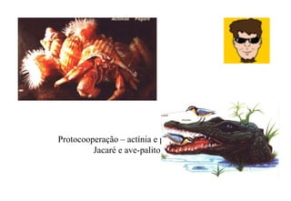 Protocooperação – actínia e paguro &  Jacaré e ave-palito 