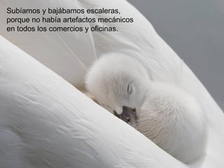 Subíamos y bajábamos escaleras,
porque no había artefactos mecánicos
en todos los comercios y oficinas.
 