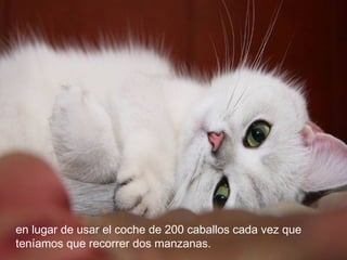 en lugar de usar el coche de 200 caballos cada vez que
teníamos que recorrer dos manzanas.
 