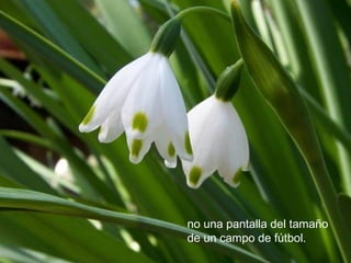 no una pantalla del tamaño
de un campo de fútbol.
 