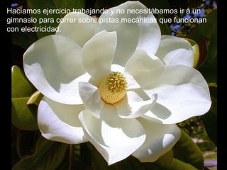 Hacíamos ejercicio trabajando y no necesitábamos ir a un
gimnasio para correr sobre pistas mecánicas que funcionan
con electricidad.
 