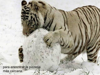 para encontrar la pizzeria
más cercana.
 