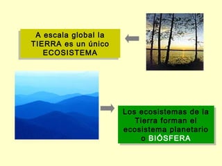 A escala global la
 A escala global la
TIERRA es un único
TIERRA es un único
   ECOSISTEMA
   ECOSISTEMA




                      Los ecosistemas de la
                      Los ecosistemas de la
                         Tierra forman el
                          Tierra forman el
                      ecosistema planetario
                       ecosistema planetario
                           o BIÓSFERA
                           o BIÓSFERA
 
