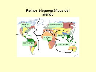 Reinos biogeográficos del
             mundo

NEÁRTIC             PALEOTROPICAL
   O




                            ORIENTAL
              ETIÓPIC
                 O


 NEOTROPICA
     L                       AUSTRALIANO
 