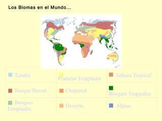 Los Biomas en el M undo...




  Tundra                                    Sabana Tropical
                    Praderas Templadas

  Bosque Boreal        Chaparral
                                         Bosques Tropicales
  Bosques
                       Desierto             Alpino
Templados
 
