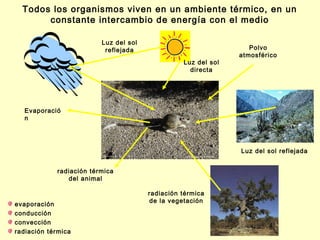 Todos los organismos viven en un ambiente térmico, en un
       constante intercambio de energía con el medio

                         Luz del sol
                          reflejada                               Polvo
                                                               atmosférico
                                                 Luz del sol
                                                   directa




  Evaporació
  n




                                                               Luz del sol reflejada


            radiación térmica
               del animal

                                       radiación térmica
                                       de la vegetación
evaporación
conducción
convección
radiación térmica
 