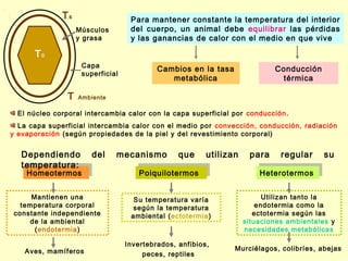 Ts                    Para mantener constante la temperatura del interior
                    Músculos        del cuerpo, un animal debe equilibrar las pérdidas
                    y grasa         y las ganancias de calor con el medio en que vive

      Tc
                     Capa
                                            Cambios en la tasa               Conducción
                     superficial
                                               metabólica                      térmica

                T   Ambiente

  El núcleo corporal intercambia calor con la capa superficial por conducción.
  La capa superficial intercambia calor con el medio por convección, conducción, radiación
y evaporación (según propiedades de la piel y del revestimiento corporal)


   Dependiendo          del    mecanismo          que     utilizan    para     regular     su
   temperatura:
    Homeotermos
    Homeotermos                         Poiquilotermos
                                       Poiquilotermos                    Heterotermos
                                                                         Heterotermos


     Mantienen una                   Su temperatura varía                  Utilizan tanto la
  temperatura corporal               según la temperatura                endotermia como la
constante independiente             ambiental (ectotermia)              ectotermia según las
     de la ambiental                                                 situaciones ambientales y
      (endotermia)                                                   necesidades metabólicas

                                   Invertebrados, anfibios,
    Aves, mamíferos                                              Murciélagos, colibríes, abejas
                                        peces, reptiles
 