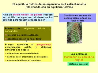 El equilibrio hídrico de un organismo está estrechamente
                   relacionado con su equilibrio térmico


Ante un déficit hídrico las plantas reducen      Condiciones severas de
su pérdida de agua con el cierre de los          sequía bajan la tasa de
estomas para reducir la transpiración                 fotosíntesis


  Plantas   de     regiones      áridas      o
  semiáridas:
    sistema de raíces extensos
    adaptaciones en la hoja, tallo

  Plantas sometidas al          anegamiento
  experimentan     estrés      y   síntomas
  similares a la sequía
   alteraciones en su metabolismo                    Los animales
   cambios en el crecimiento de sus raíces       mantienen su equilibrio
   aumento del etileno en las raíces                    hídrico
                                                     Sistema excretor
 