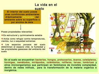 La vida en el
                                suelo
    El interior del suelo posee
  unas condiciones ambientales
   drásticamente diferentes del
  ambiente sobre su superficie o
        por encima de ésta



Posee propiedades relevantes:
 Es estructural y químicamente estable
  Actúa como refugio contra temperaturas,
vientos, luz o sequedad extremas
    Los espacios porosos        del suelo
determinan el espacio vital, la humedad y
las propiedades gaseosas del ambiente del
suelo



  En el suelo se encuentran bacterias, hongos, protozoarios, ácaros, coleópteros,
  hormigas, nemátodos, miriápodos, colémbolos, rotíferos, larvas, lombrices y
  otros microorganismos que participan en fenómenos de increíble complejidad,
  dentro de redes tróficas,  para la transformación de la materia orgánica e
  inorgánica.
 