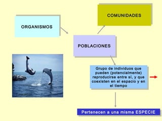 COMUNIDADES
                          COMUNIDADES

ORGANISMOS
ORGANISMOS



             POBLACIONES
             POBLACIONES




                    Grupo de individuos que
                     Grupo de individuos que
                    pueden (potencialmente)
                     pueden (potencialmente)
                  reproducirse entre sí, yy que
                   reproducirse entre sí, que
                  coexisten en el espacio yy en
                   coexisten en el espacio en
                            el tiempo
                             el tiempo




              Pertenecen a una misma ESPECIE
              Pertenecen a una misma ESPECIE
 