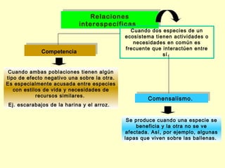 Relaciones
                                Relaciones
                             interespecíficas
                            interespecíficas
                                               Cuando dos especies de un
                                             ecosistema tienen actividades o
                                                necesidades en común es
             Competencia                     frecuente que interactúen entre
             Competencia                                   sí.


 Cuando ambas poblaciones tienen algún
tipo de efecto negativo una sobre la otra.
Es especialmente acusada entre especies
   con estilos de vida y necesidades de
            recursos similares.                      Comensalismo.
                                                     Comensalismo.
Ej. escarabajos de la harina y el arroz. 


                                              Se produce cuando una especie se
                                                 beneficia y la otra no se ve
                                             afectada. Así, por ejemplo, algunas
                                             lapas que viven sobre las ballenas.
 