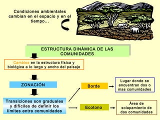 Condiciones ambientales
 cambian en el espacio y en el
           tiempo...




                  ESTRUCTURA DINÁMICA DE LAS
                  ESTRUCTURA DINÁMICA DE LAS
                         COMUNIDADES
                        COMUNIDADES

   Cambios en la estructura física y
biológica a lo largo y ancho del paisaje


                                                      Lugar donde se
       ZONACIÓN                             Borde    encuentran dos o
                                                     mas comunidades


Transiciones son graduales
                                                          Área de
  y difíciles de definir los               Ecotono    solapamiento de
límites entre comunidades                             dos comunidades
 