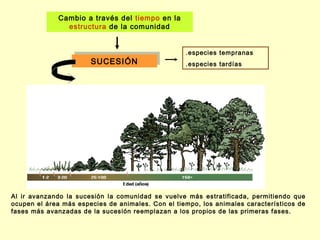 Cambio a través del tiempo en la
               estructura de la comunidad


                                                   .especies tempranas
                       SUCESIÓN
                       SUCESIÓN                    .especies tardías




Al ir avanzando la sucesión la comunidad se vuelve más estratificada, permitiendo que
ocupen el área más especies de animales. Con el tiempo, los animales característicos de
fases más avanzadas de la sucesión reemplazan a los propios de las primeras fases. 
 