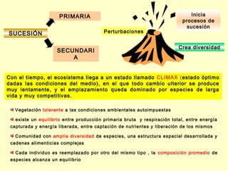 PRIMARIA                                                 Inicia
                                                                           procesos de
                                                                             sucesión
SUCESIÓN                                 Perturbaciones


                                                                         Crea diversidad
                    SECUNDARI
                        A


Con el tiempo, el ecosistema llega a un estado llamado CLIMAX (estado óptimo
dadas las condiciones del medio), en el que todo cambio ulterior se produce
muy lentamente, y el emplazamiento queda dominado por especies de larga
vida y muy competitivas.

   Vegetación tolerante a las condiciones ambientales autoimpuestas

   existe un equilibrio entre producción primaria bruta y respiración total, entre energía
 capturada y energía liberada, entre captación de nutrientes y liberación de los mismos

   Comunidad con amplia diversidad de especies, una estructura espacial desarrollada y
 cadenas alimenticias complejas

   Cada individuo es reemplazado por otro del mismo tipo , la composición promedio de
 especies alcanza un equilibrio
 