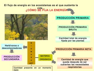 El flujo de energía en los ecosistemas es el que sustenta la
                             vida...
                     ¿CÓMO SE FIJA LA ENERGÍA?

                                                     PRODUCCIÓN PRIMARIA


                                                      PRODUCCIÓN PRIMARIA
                                                            BRUTA



                                                       Cantidad total de energía
                                                         fijada por las plantas
                          B
  Herbívoros o             I
descomponedores           O                          PRODUCCIÓN PRIMARIA NETA
                          M
                          A
 PRODUCCIÓN                            MATERIA
                          S
 SECUNDARIA               A
                                       ORGÁNICA          Cantidad de energía que
                         g/m 2
                                                          queda después de ser
                                                        cubiertas las necesidades
         Cantidad   presente     en   un   momento             respiratorias
         dado
 