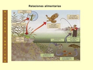 Relaciones alimentarias

N
I
V
E
L
E
S


T
R
Ó
F
I
C
O
S
 