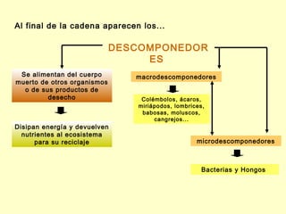 Al final de la cadena aparecen los...

                             DESCOMPONEDOR
                                  ES
 Se alimentan del cuerpo        macrodescomponedores
muerto de otros organismos
  o de sus productos de
         desecho                 Colémbolos, ácaros,
                                miriápodos, lombrices,
                                 babosas, moluscos,
                                     cangrejos...
Disipan energía y devuelven
  nutrientes al ecosistema
      para su reciclaje                            microdescomponedores



                                                     Bacterias y Hongos
 