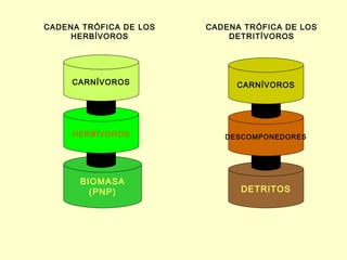 CADENA TRÓFICA DE LOS   CADENA TRÓFICA DE LOS
    HERBÍVOROS              DETRITÍVOROS




     CARNÍVOROS              CARNÍVOROS




     HERBÍVOROS            DESCOMPONEDORES




      BIOMASA
        (PNP)                 DETRITOS
 