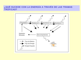 ¿QUÉ SUCEDE CON LA ENERGÍA A TRAVÉS DE LAS TRAMAS
TRÓFICAS?
 