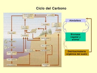 Ciclo del Carbono


                      Atmósfera




                       Biomasa
                       vegetal y
                        animal




                     Detritos/materia
                    orgánica del suelo
 
