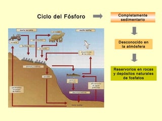 Ciclo del Fósforo     Completamente
                       sedimentario




                      Desconocido en
                       la atmósfera




                    Reservorios en rocas
                    y depósitos naturales
                         de fosfatos
 