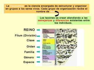 La Taxonomía es la ciencia encargada de estructurar y organizar
en grupos a los seres vivos. Cada grupo de organización recibe el
                         nombre de taxón

                           Los taxones se crean atendiendo a las
                          semejanzas y diferencias existentes entre
                                      los individuos.


              REINO
       Filum (División)
                Clase

                Orden

              Familia

              Género
              Especie
 